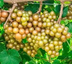 Muscadine Grape